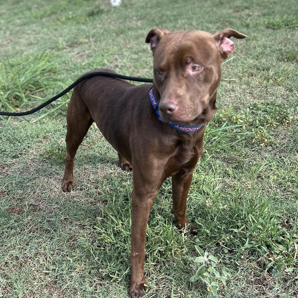 Enlarge Pepinyo, a Adoptable mixed breed in Portland, TX image 3/3