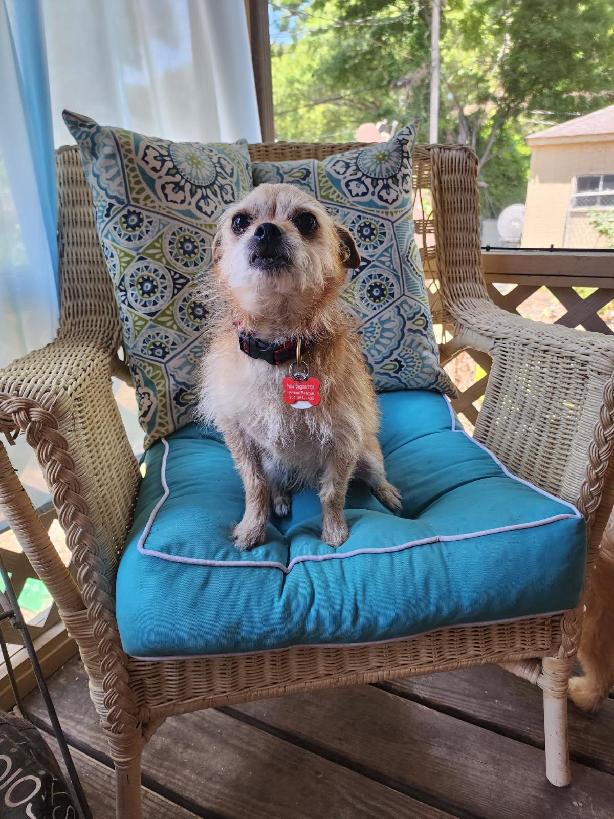PEANUT, Adoptable, Young Male Chihuahua & Terrier.