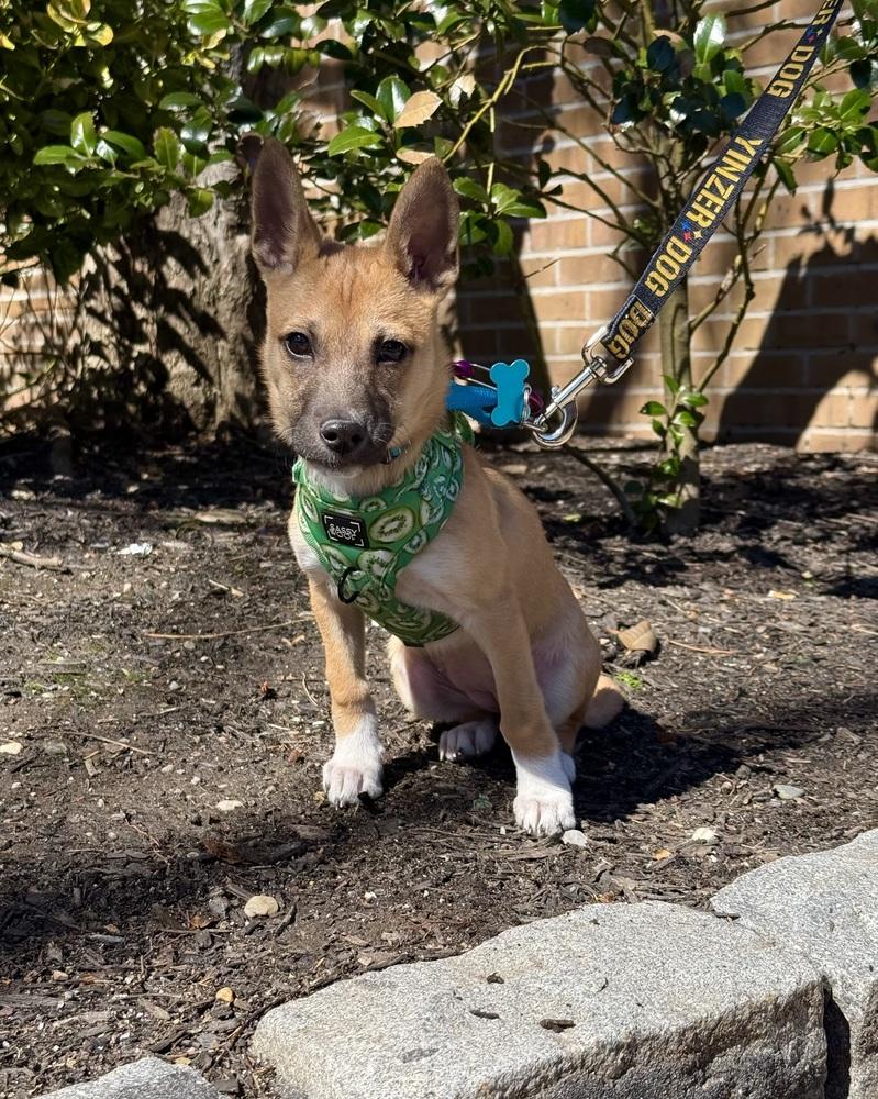 Enlarge Salsa, a Adoptable mixed breed in New York, NY image 1/6