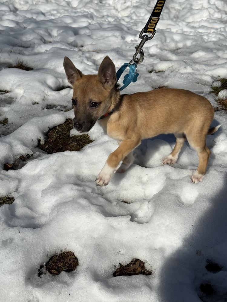 Enlarge Salsa, a Adoptable mixed breed in New York, NY image 3/4