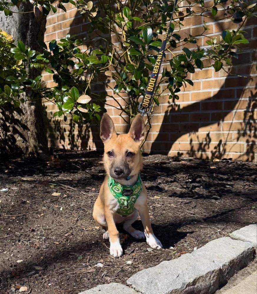 Enlarge Salsa, a Adoptable mixed breed in New York, NY image 5/6