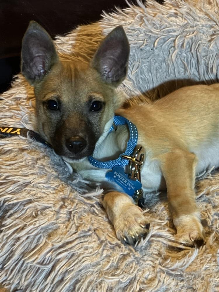 Enlarge Salsa, a Adoptable mixed breed in New York, NY image 4/4