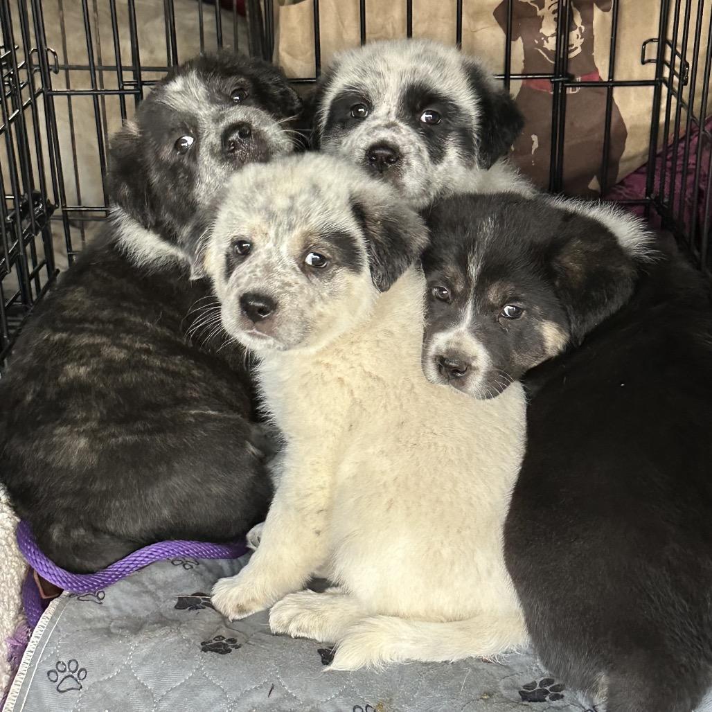 Greenlee thumbnail 2