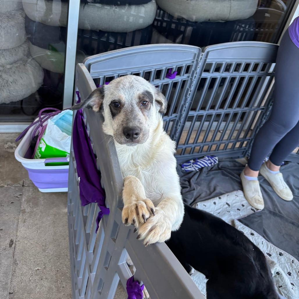 Greenlee thumbnail 3