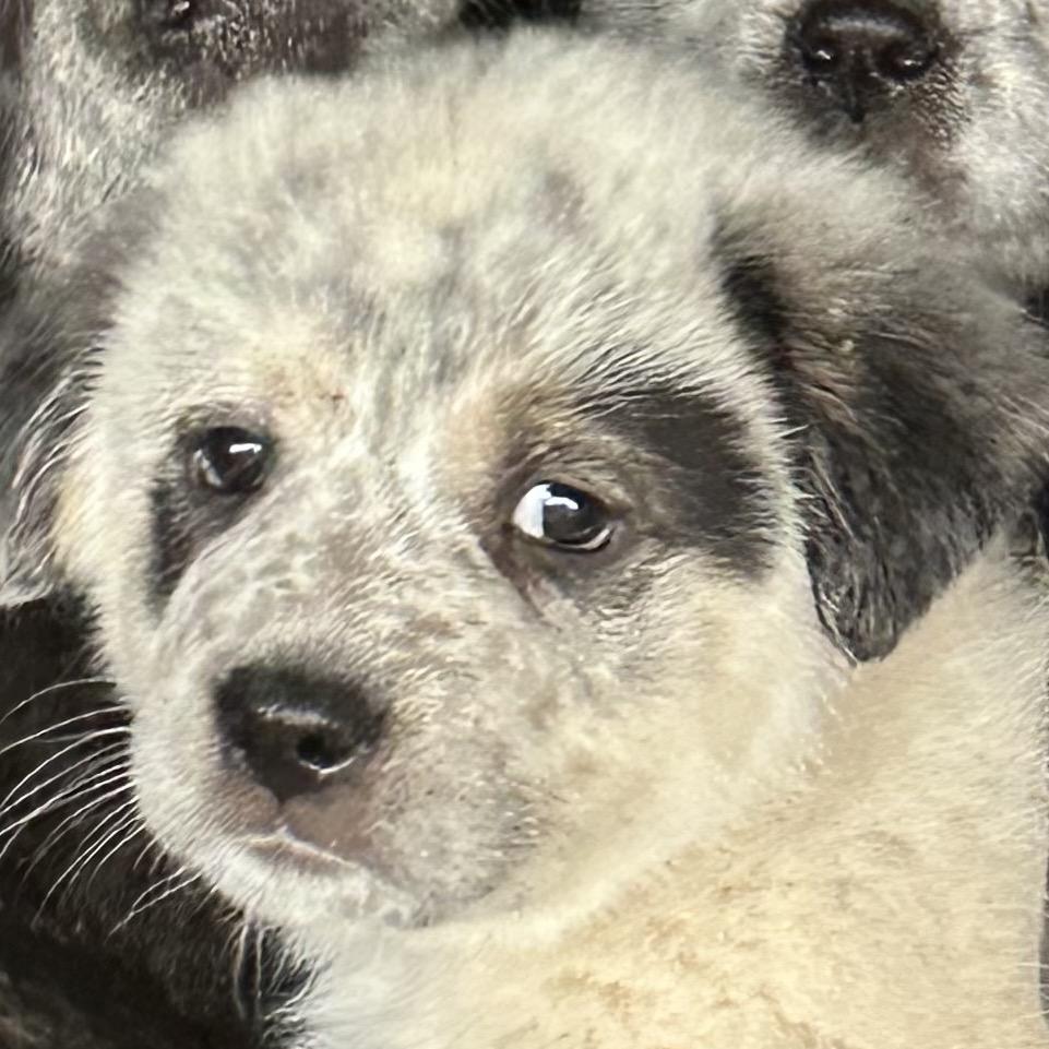 Greenlee thumbnail 5