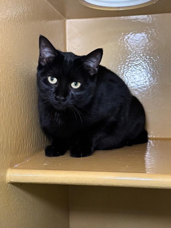 Shadow, Adoptable, Adult Female Domestic Short Hair.