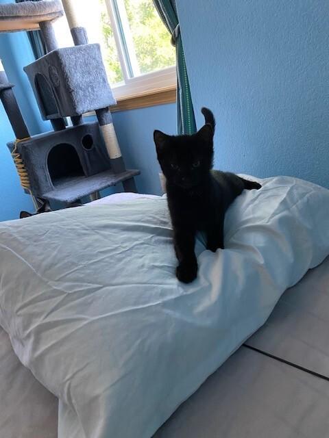 Shadow, Adoptable, Adult Female Domestic Short Hair.