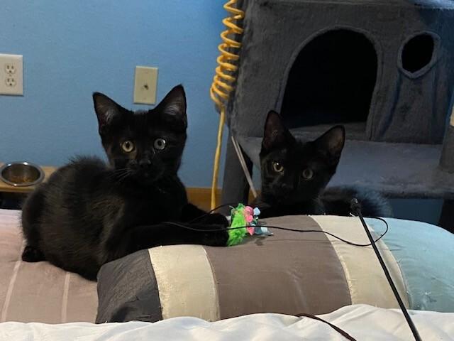 Enlarge Shadow, a Adoptable Domestic Short Hair in Westminster, CO image 2/6