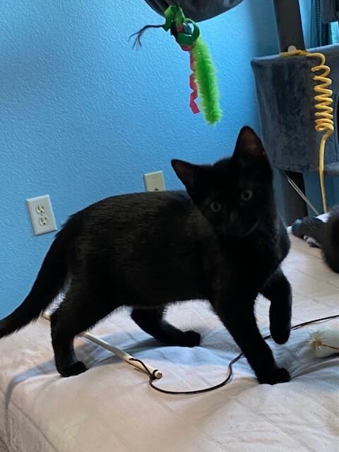 Enlarge Shadow, a Adoptable Domestic Short Hair in Westminster, CO image 2/6