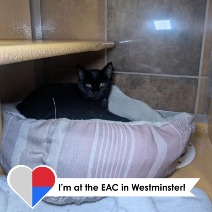 Enlarge Shadow, a Adoptable Domestic Short Hair in Westminster, CO image 3/6