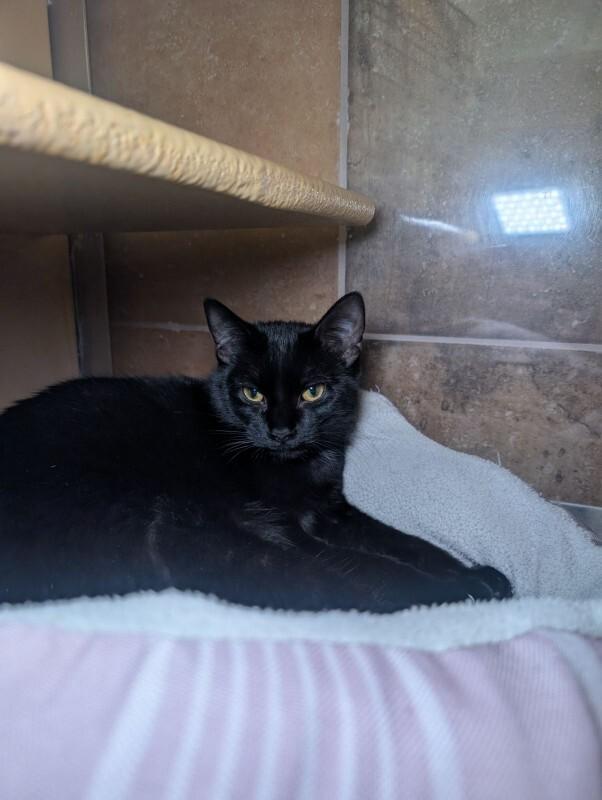 Enlarge Shadow, a Adoptable Domestic Short Hair in Westminster, CO image 3/6