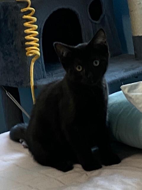 Enlarge Shadow, a Adoptable Domestic Short Hair in Westminster, CO image 5/6