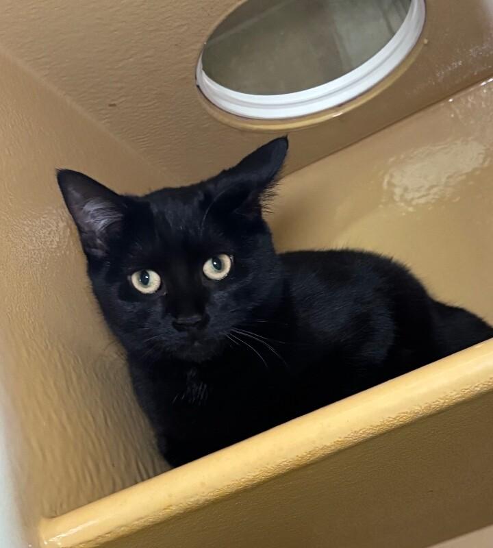 Enlarge Shadow, a Adoptable Domestic Short Hair in Westminster, CO image 5/6