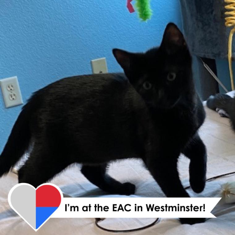 Enlarge Shadow, a Adoptable Domestic Short Hair in Westminster, CO image 6/6