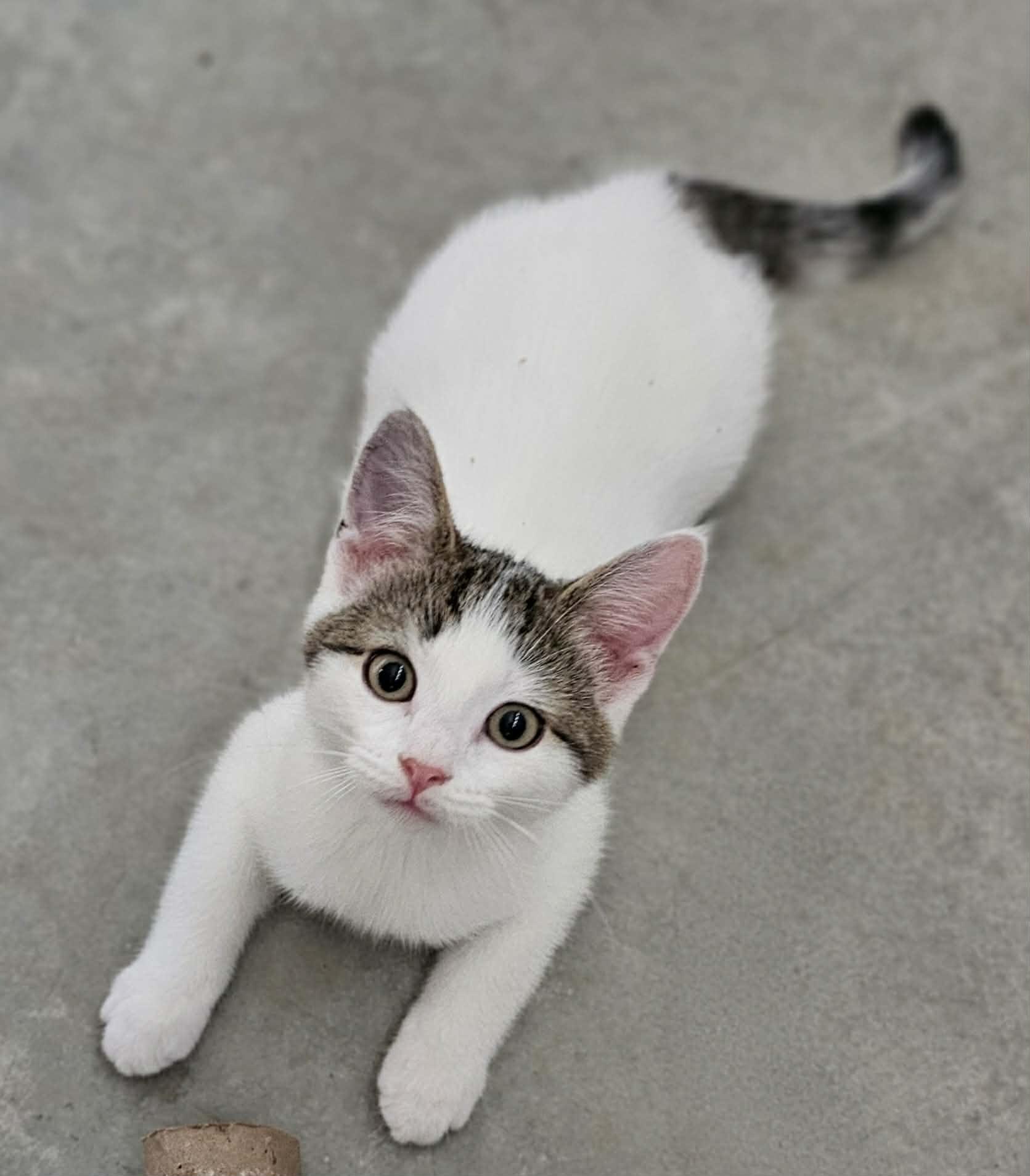 PAYSON, an adopted Domestic Short Hair in Delhi, ON image 2/3