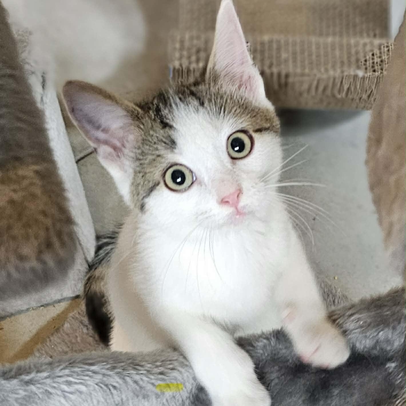 PAYSON, an adopted Domestic Short Hair in Delhi, ON image 1/3