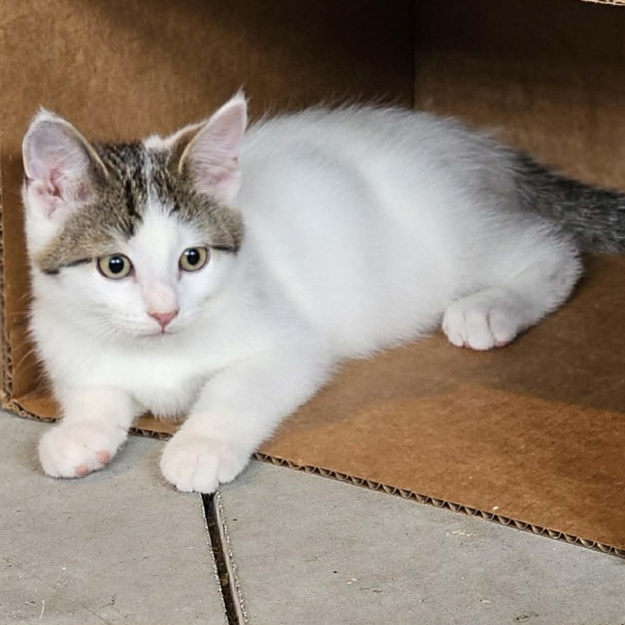 PAYSON, an adopted Domestic Short Hair in Delhi, ON image 3/3