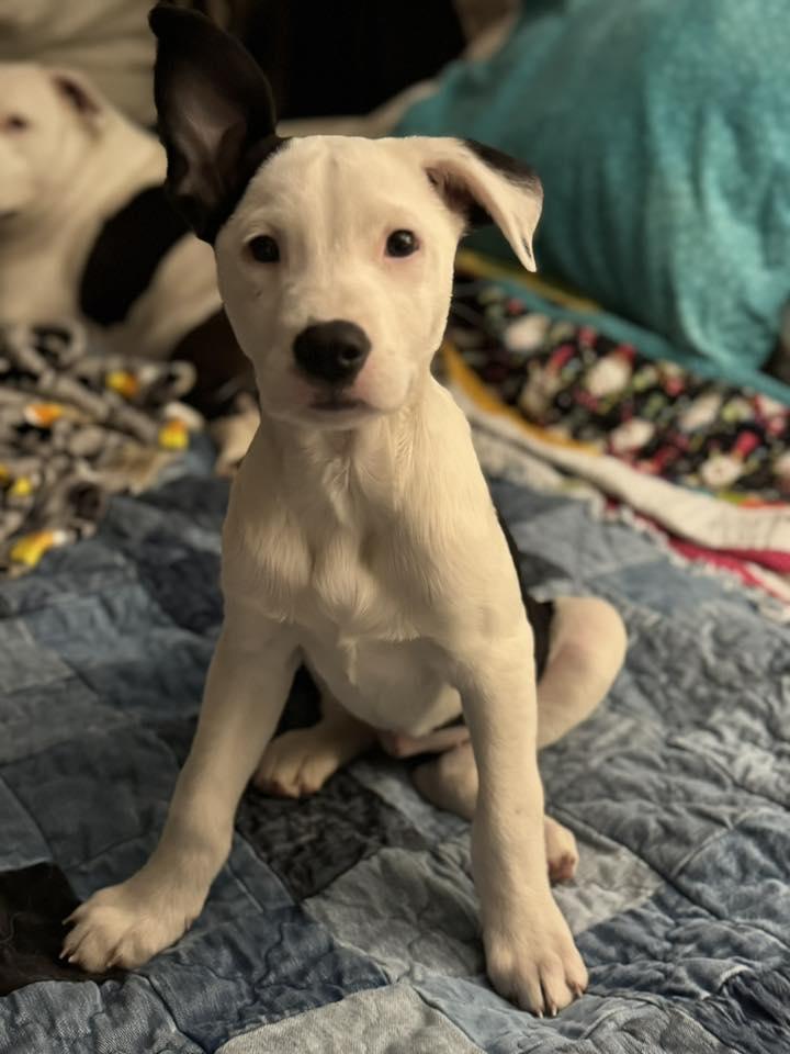 Enlarge Nolie, an adopted mixed breed in Grand Island, NE image 3/3