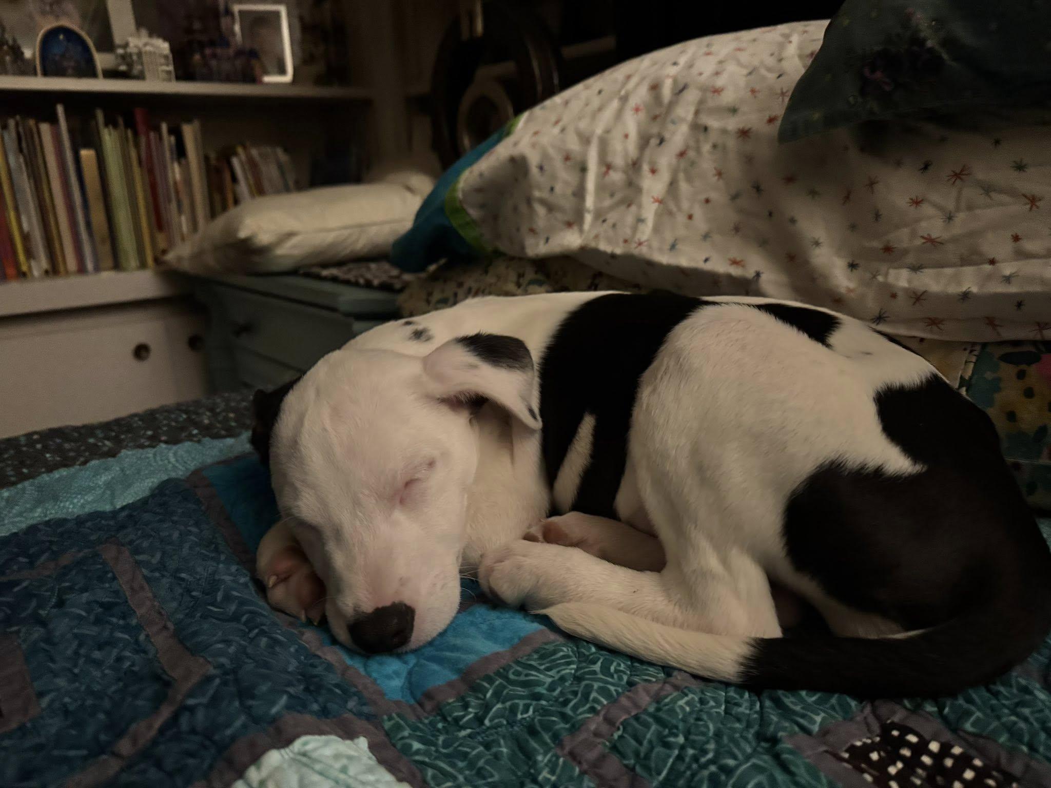 Enlarge Nolie, an adopted mixed breed in Grand Island, NE image 1/3