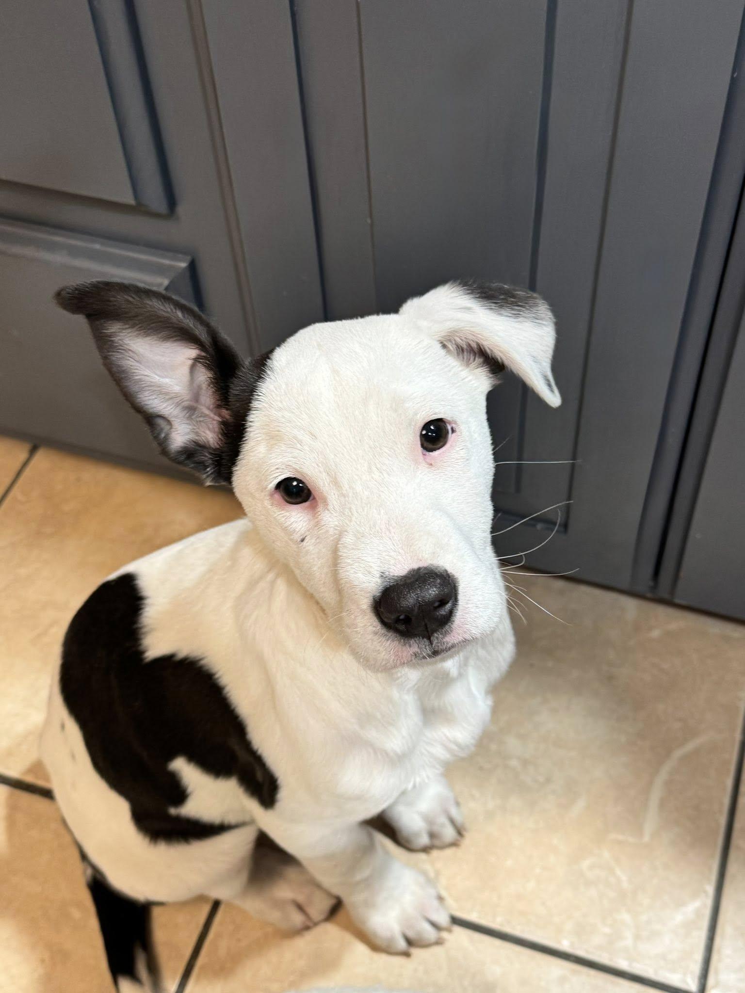 Enlarge Nolie, an adopted mixed breed in Grand Island, NE image 2/3