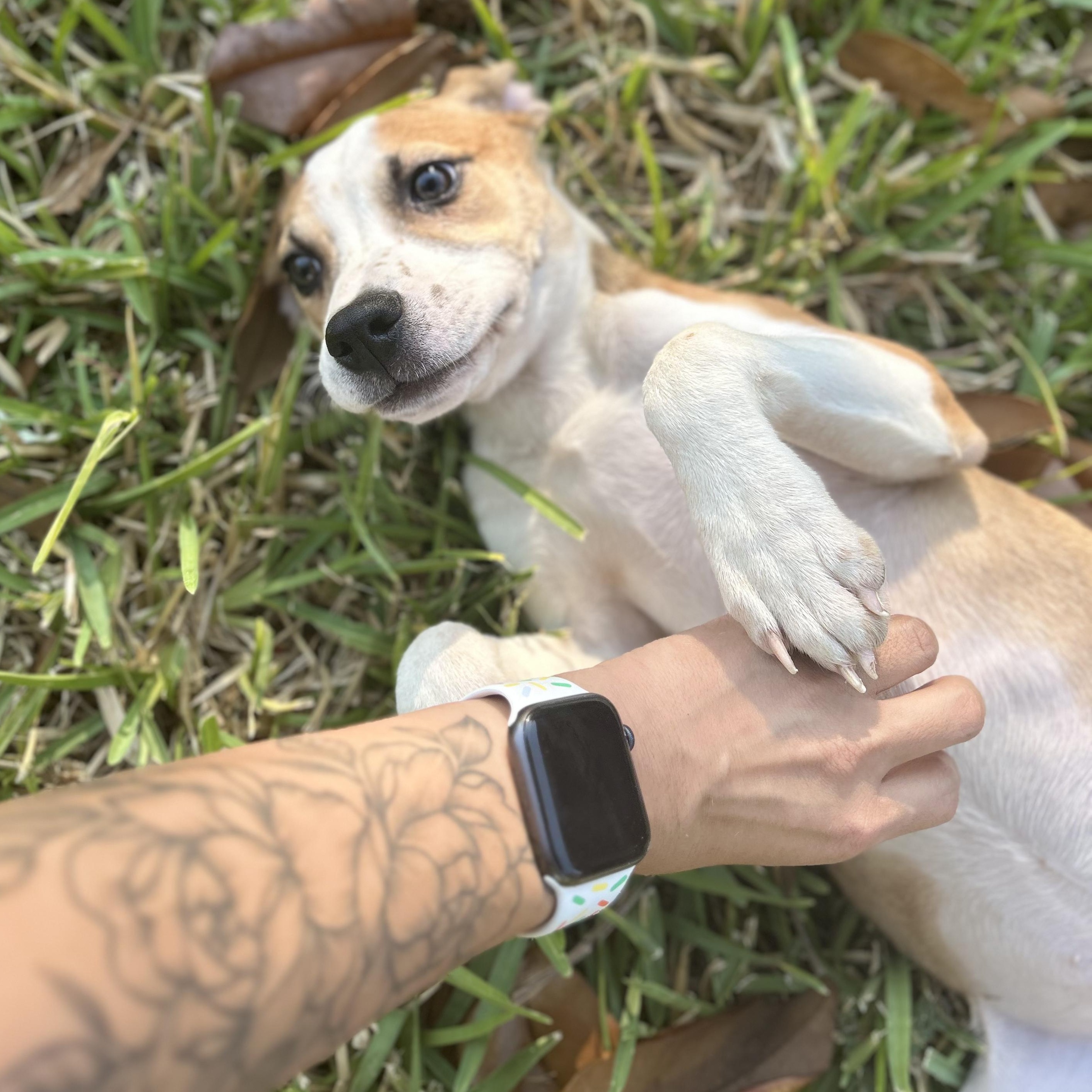 Dog for adoption Scarlet, an American Bulldog Mix in CHEYENNE, WY