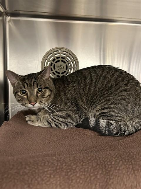 Enlarge EATHER, a Adoptable Domestic Short Hair in Minneapolis, MN image 1/1