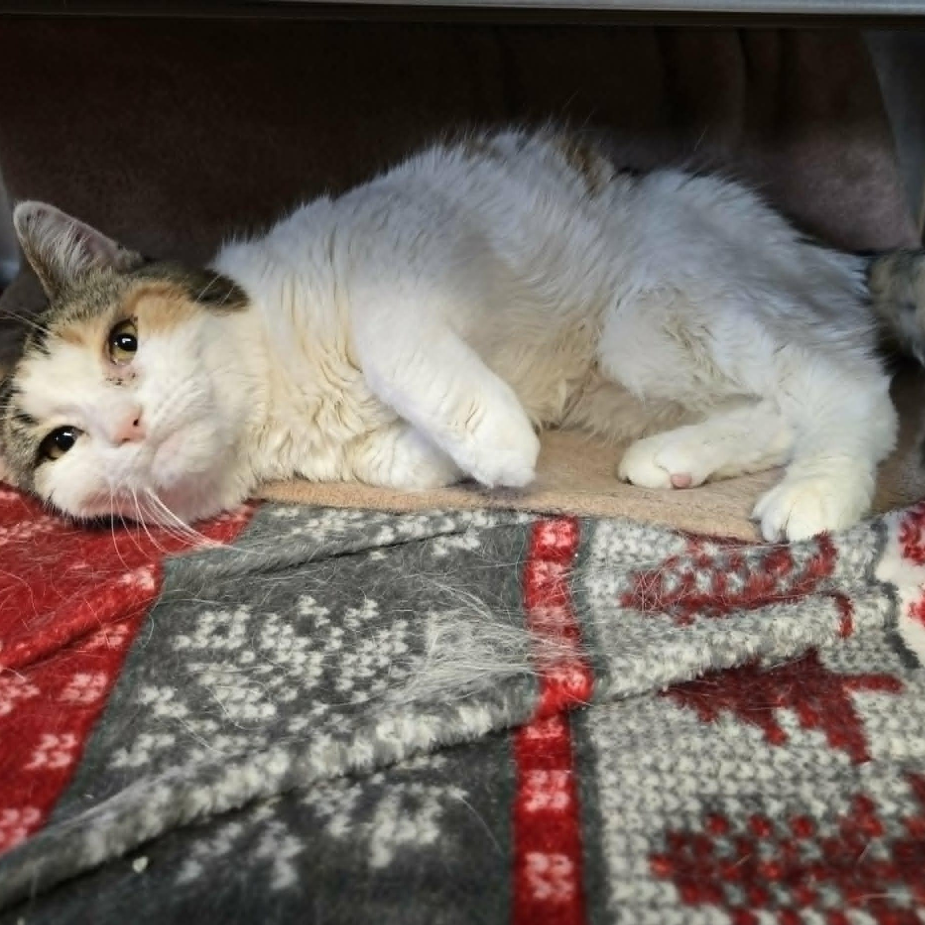 Clover, a ADOPTABLE Domestic Short Hair in Watertown, WI image 1/4