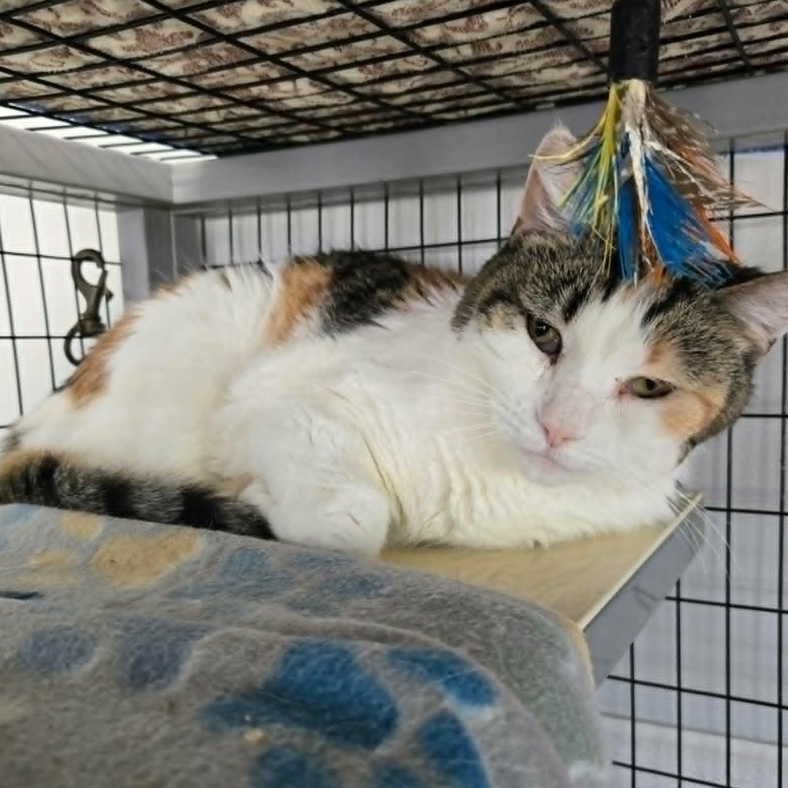 Clover, a ADOPTABLE Domestic Short Hair in Watertown, WI image 2/5