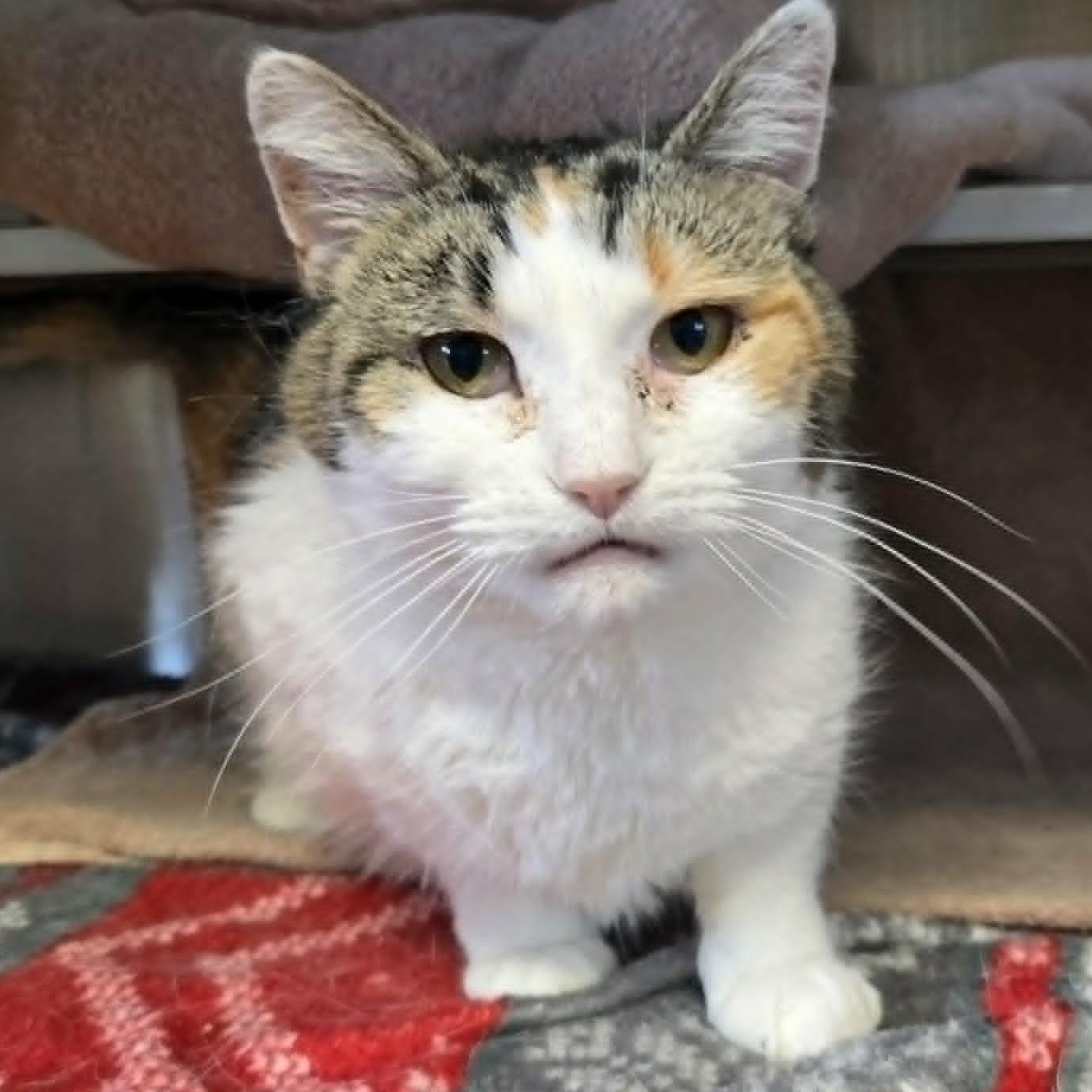 Clover, a ADOPTABLE Domestic Short Hair in Watertown, WI image 3/4