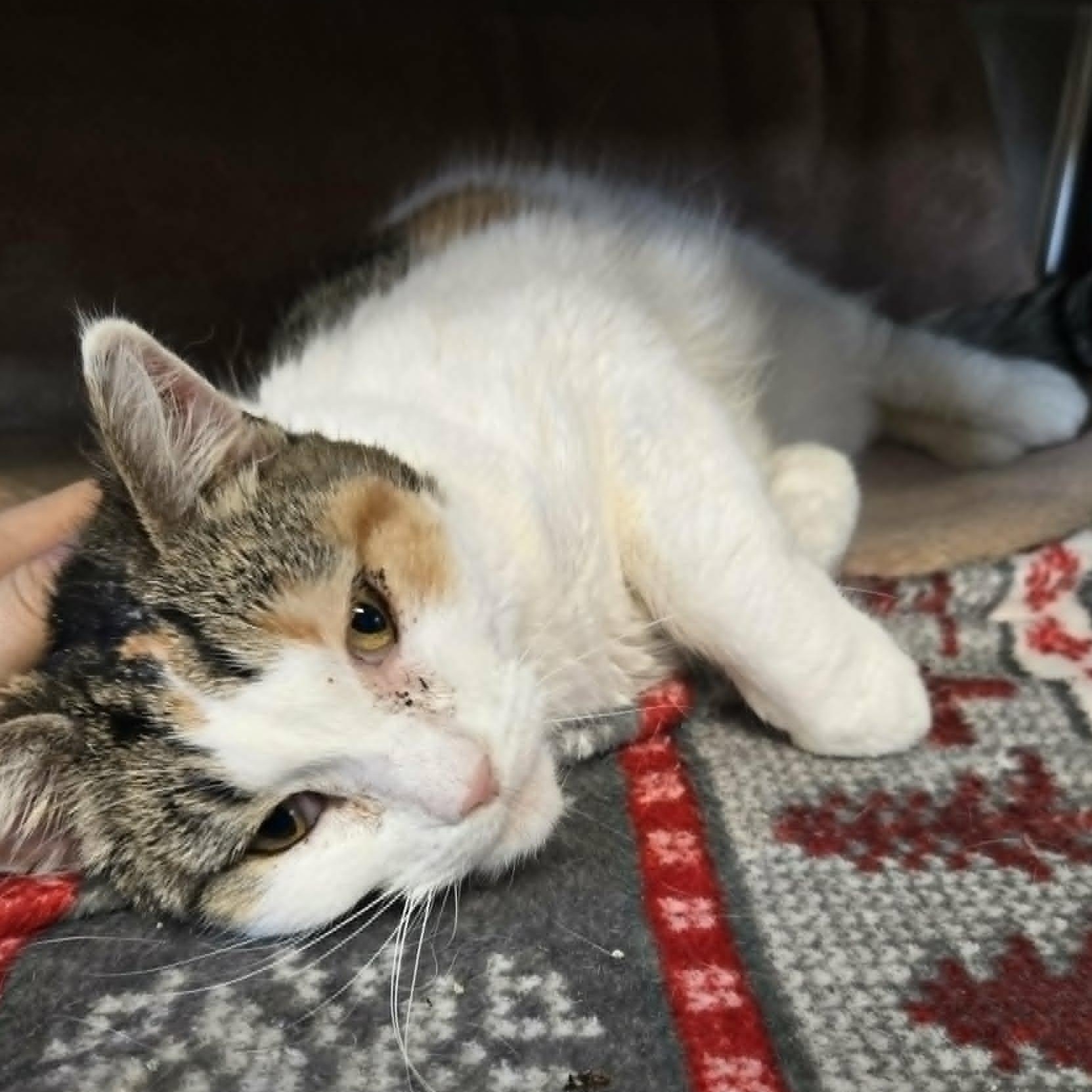 Clover, a ADOPTABLE Domestic Short Hair in Watertown, WI image 4/4