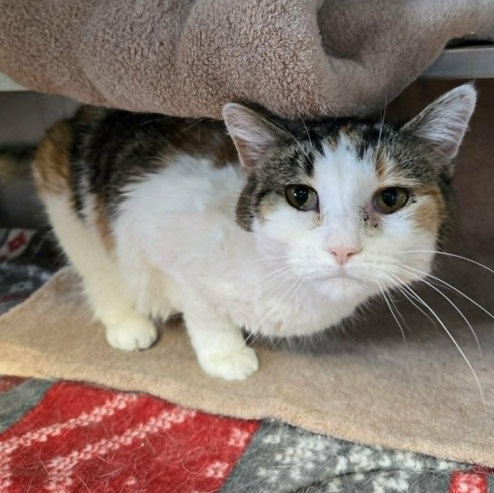 Clover, a ADOPTABLE Domestic Short Hair in Watertown, WI image 2/4