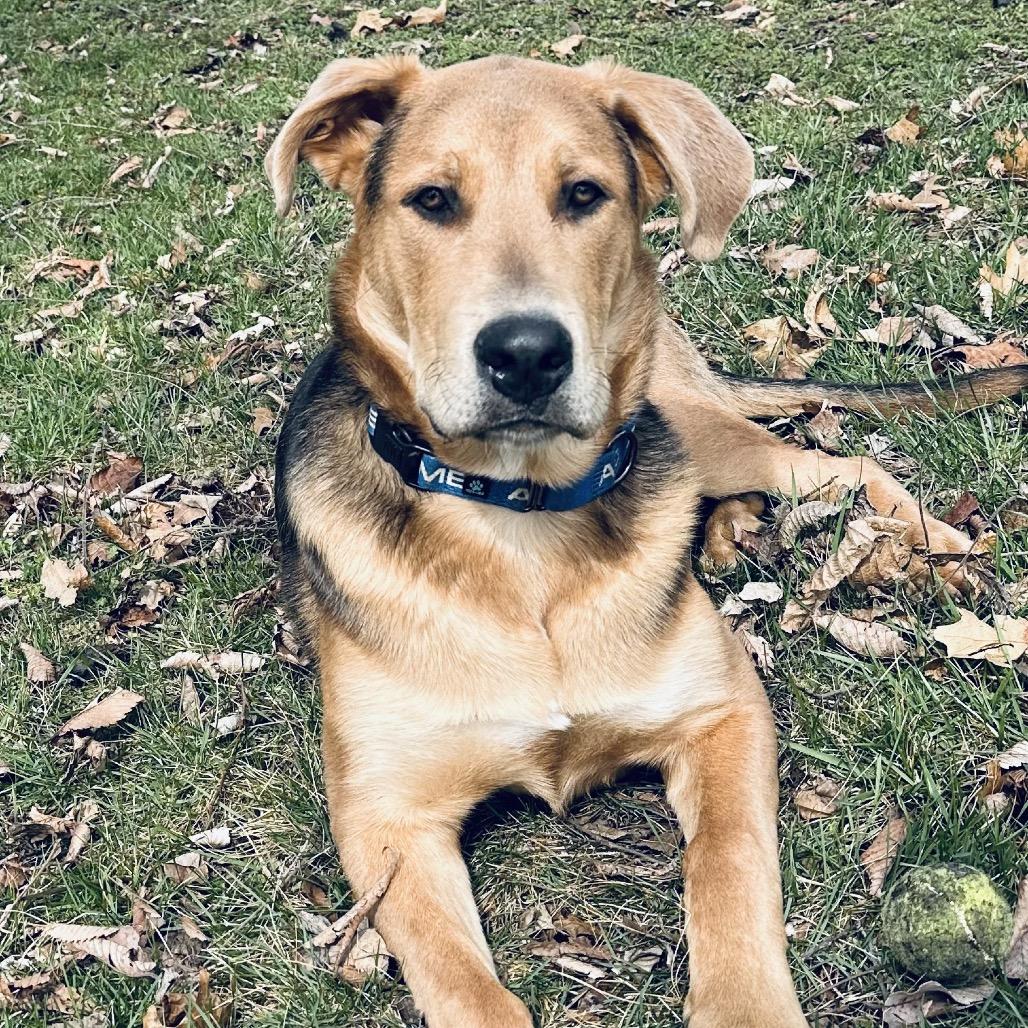Wrigley 2213, Adoptable, Young Male Shepherd.