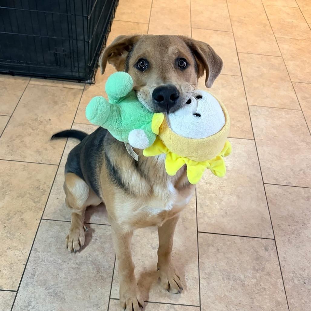 Enlarge Wrigley 2213, a Adoptable Shepherd in Kansas City, MO image 2/6