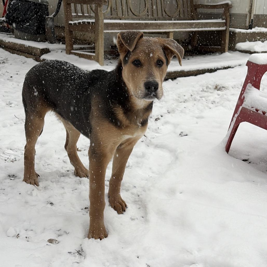 Enlarge Wrigley 2213, a Adoptable Shepherd in Kansas City, MO image 5/6