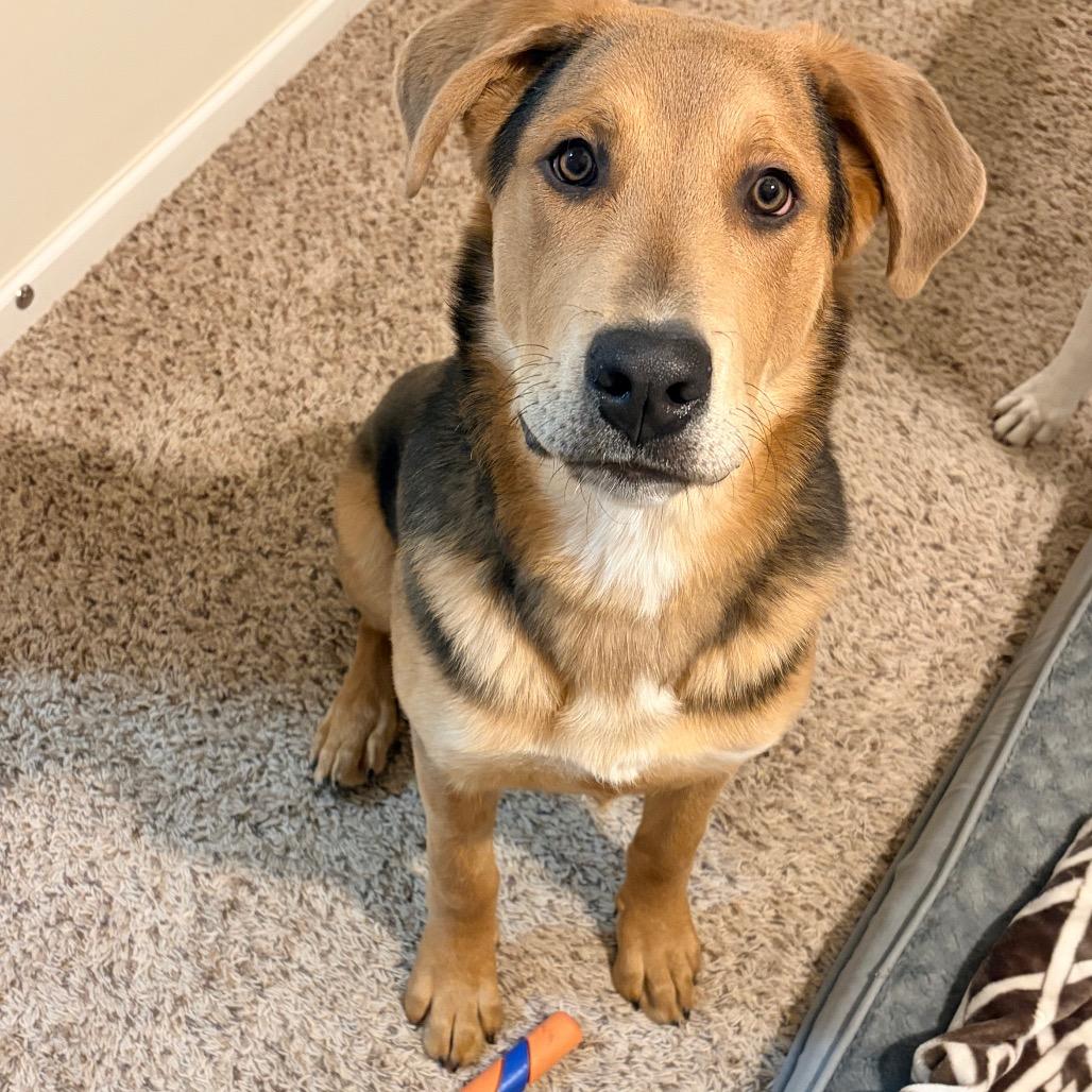 Enlarge Wrigley 2213, a Adoptable Shepherd in Kansas City, MO image 2/6