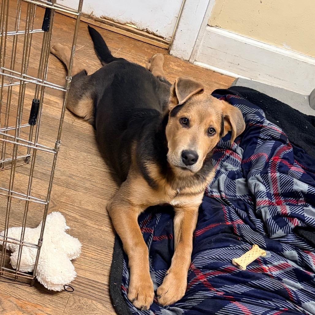 Enlarge Wrigley 2213, a Adoptable Shepherd in Kansas City, MO image 6/6