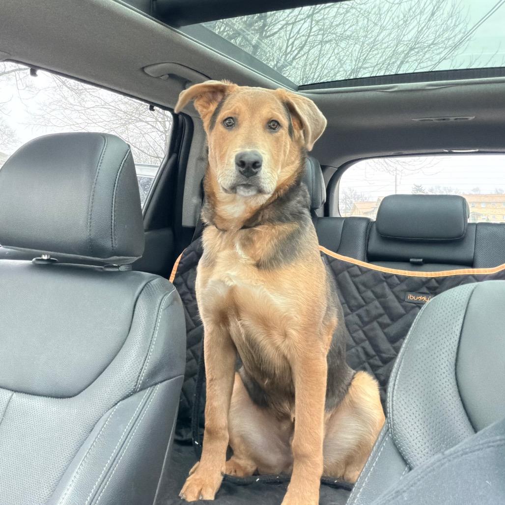 Wrigley 2213, Adoptable, Young Male Shepherd.