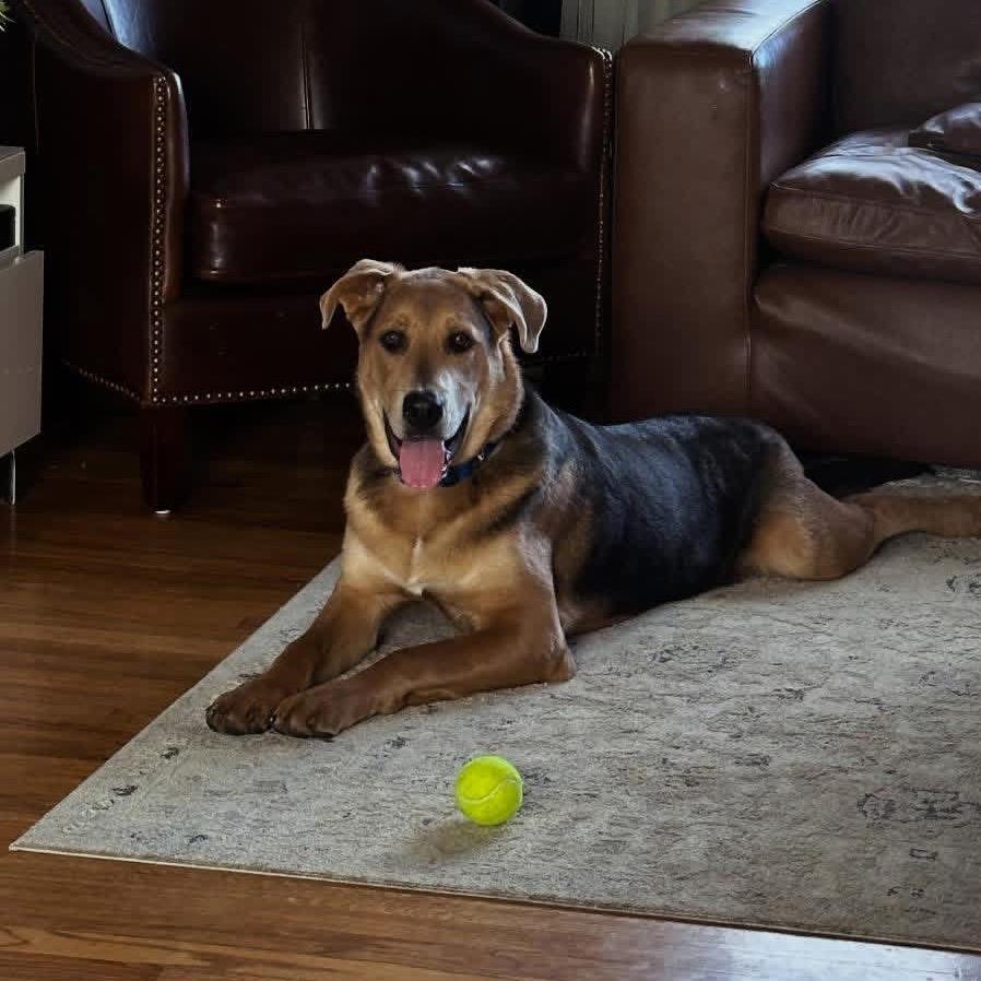 Enlarge Wrigley 2213, a Adoptable Shepherd in Kansas City, MO image 2/6