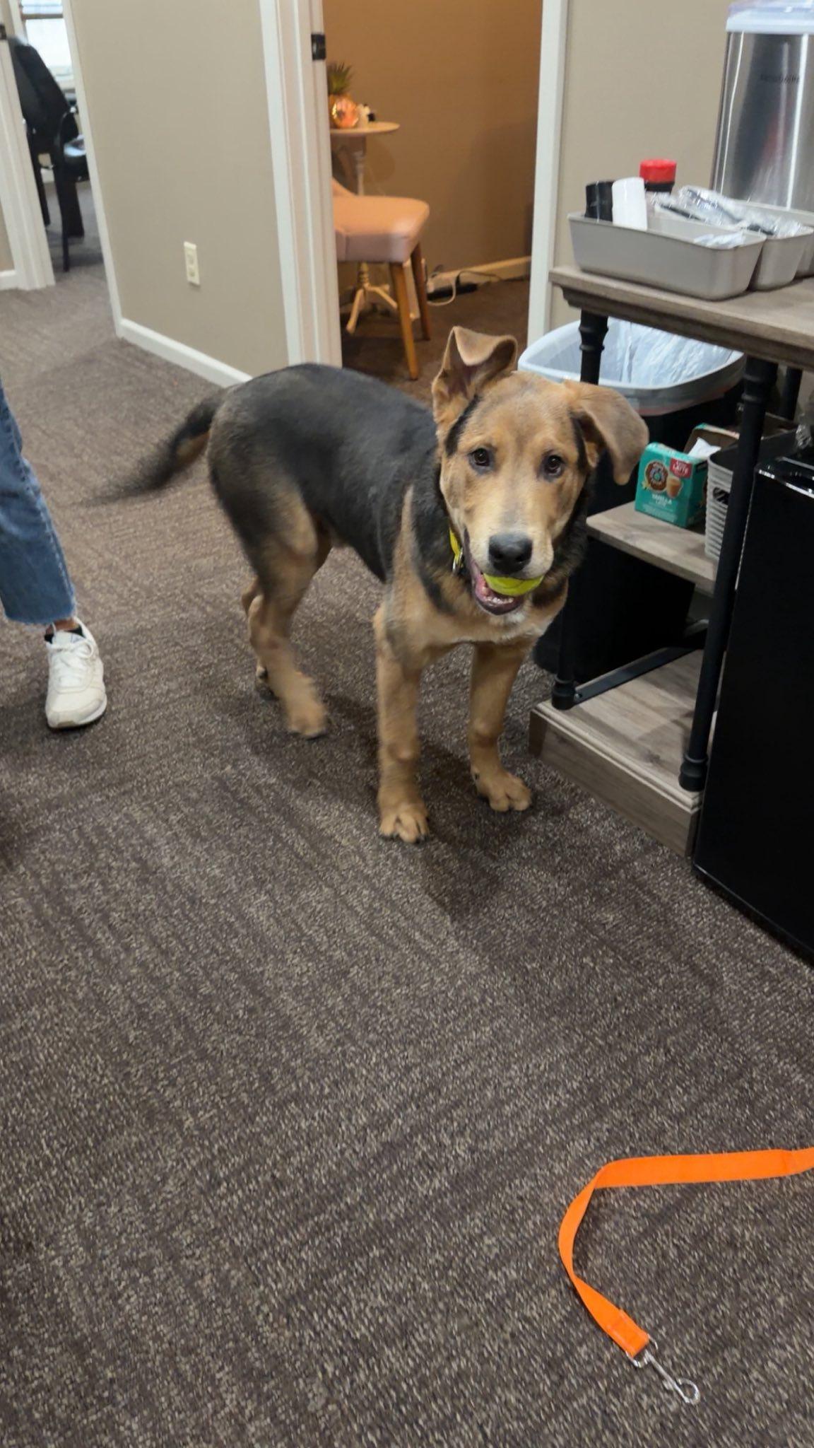 Wrigley 2213, Adoptable, Young Male Shepherd.