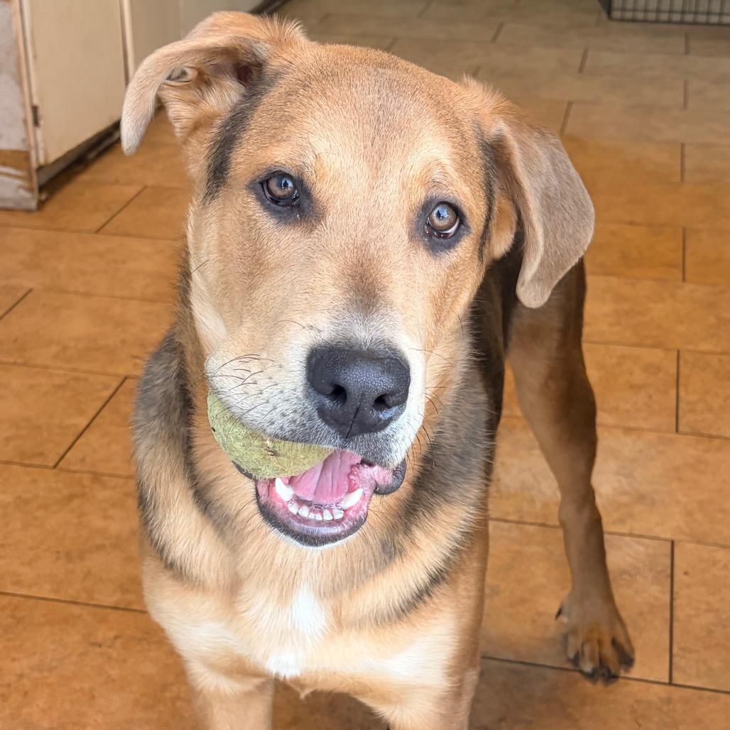 Enlarge Wrigley 2213, a Adoptable Shepherd in Kansas City, MO image 3/6