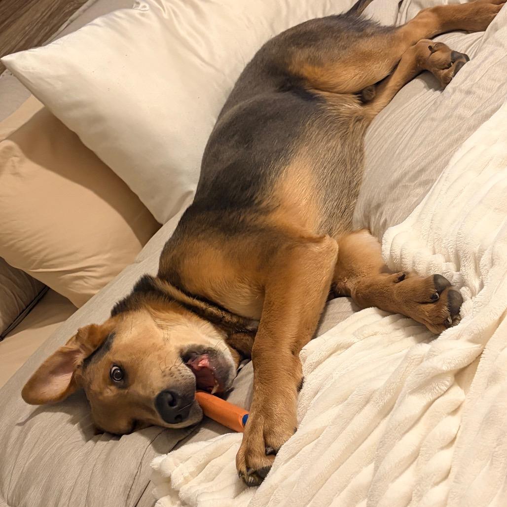 Enlarge Wrigley 2213, a Adoptable Shepherd in Kansas City, MO image 4/6