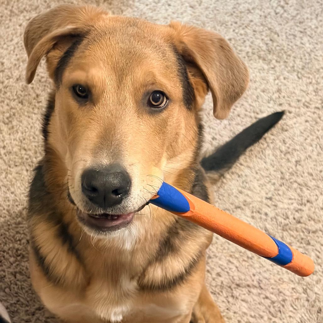 Enlarge Wrigley 2213, a Adoptable Shepherd in Kansas City, MO image 3/6