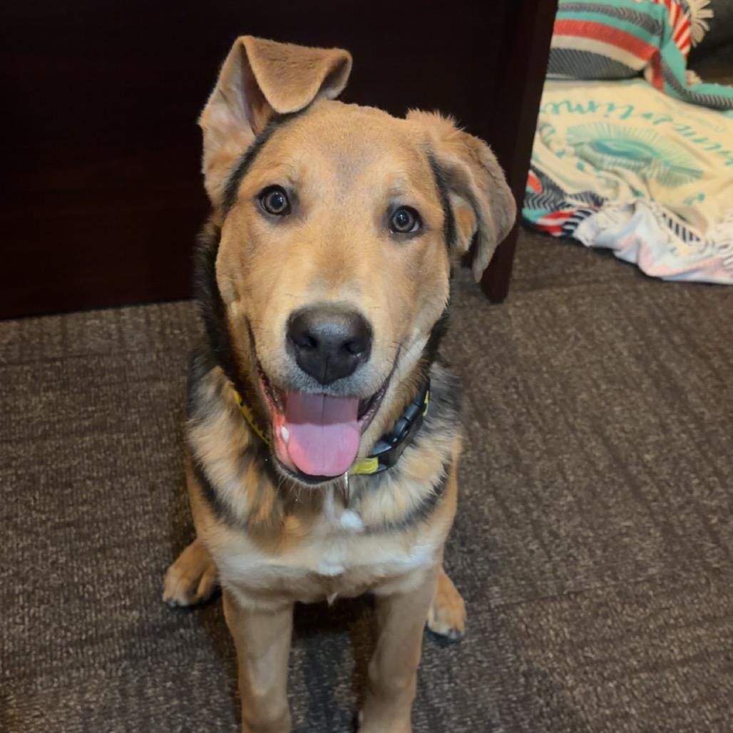 Enlarge Wrigley 2213, a Adoptable Shepherd in Kansas City, MO image 4/6
