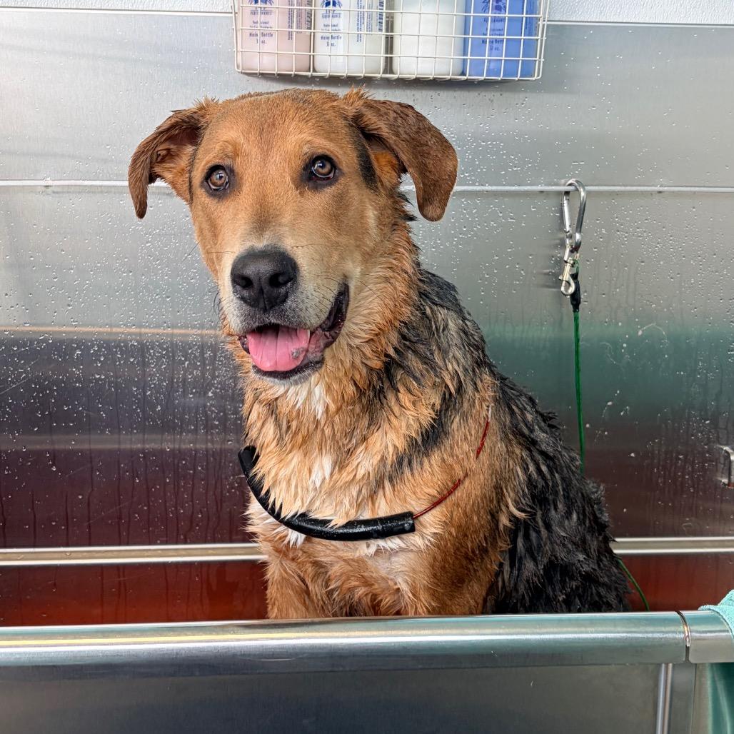 Enlarge Wrigley 2213, a Adoptable Shepherd in Kansas City, MO image 4/6