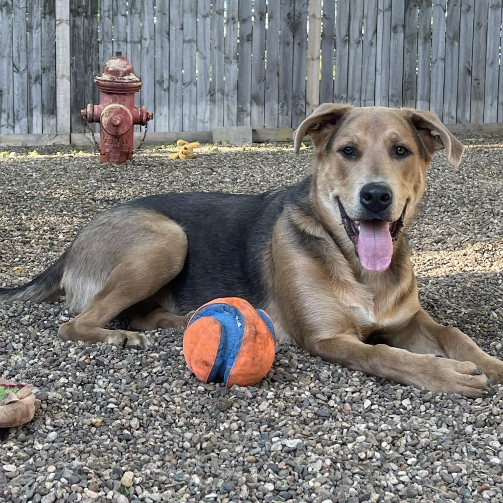 Enlarge Wrigley 2213, a Adoptable Shepherd in Kansas City, MO image 5/6