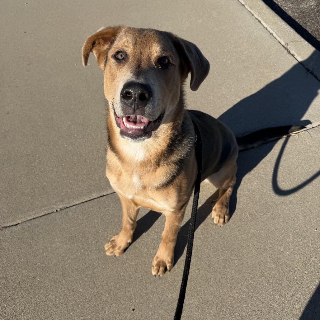 Enlarge Wrigley 2213, a Adoptable Shepherd in Kansas City, MO image 5/6