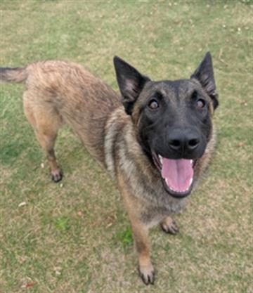 BEL, Adoptable, Young Female Belgian Shepherd / Malinois.
