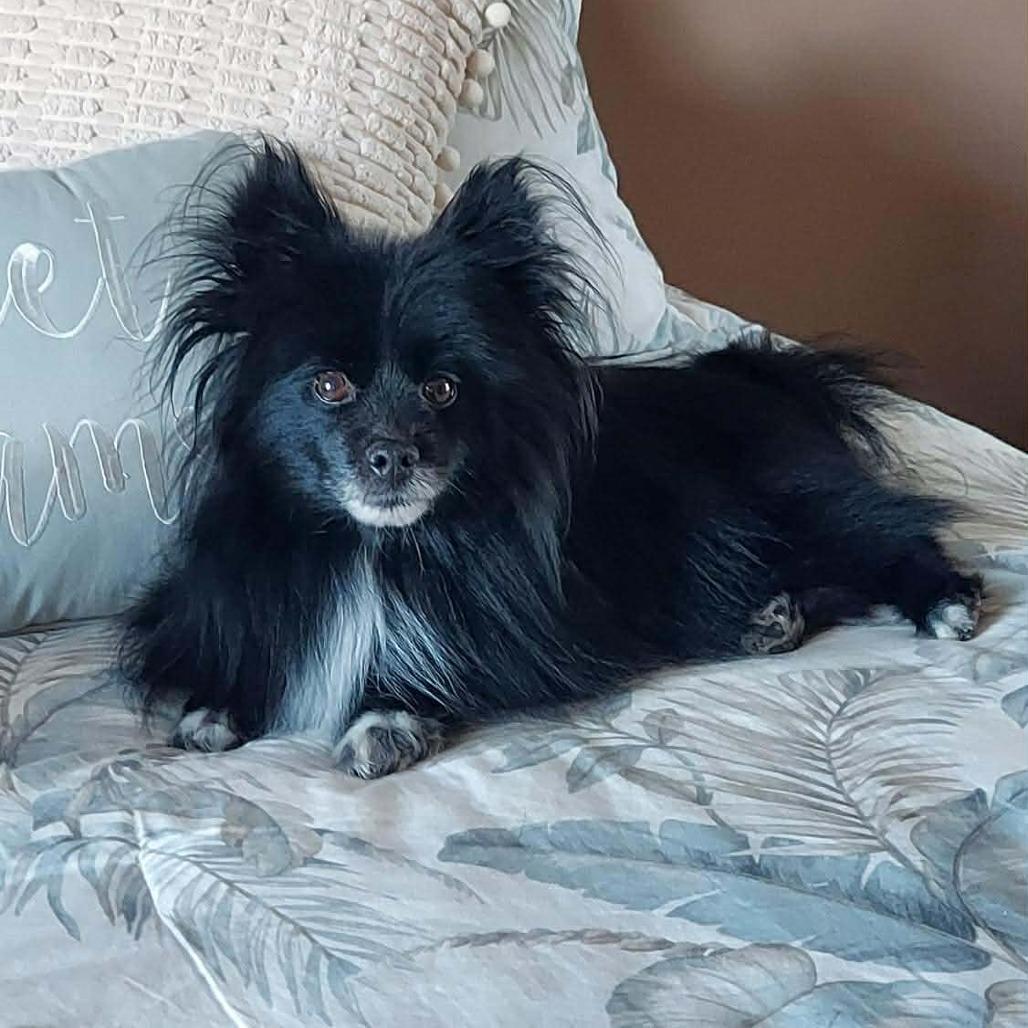 Lobo, Adoptable, Adult Male Pomeranian.