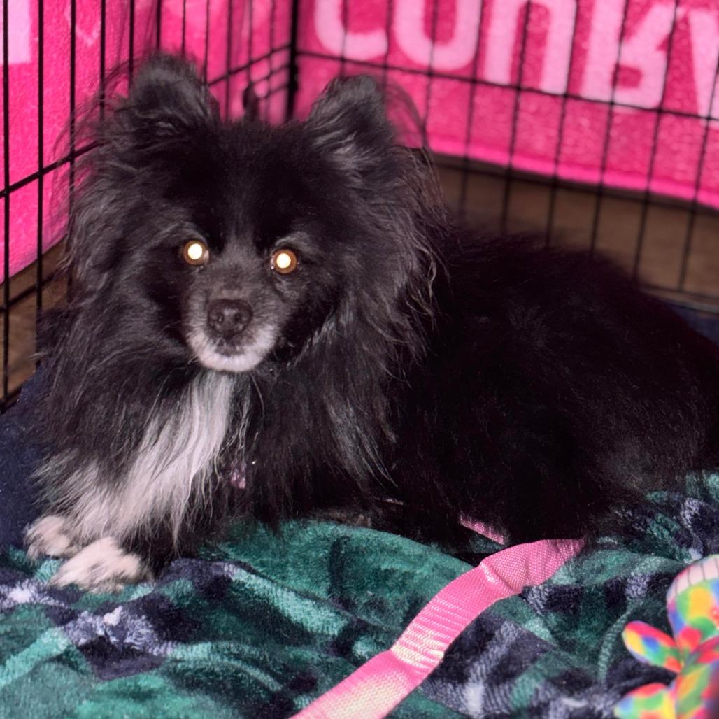 Lobo, a Adoptable Pomeranian in Jarrettsville, MD image 2/6