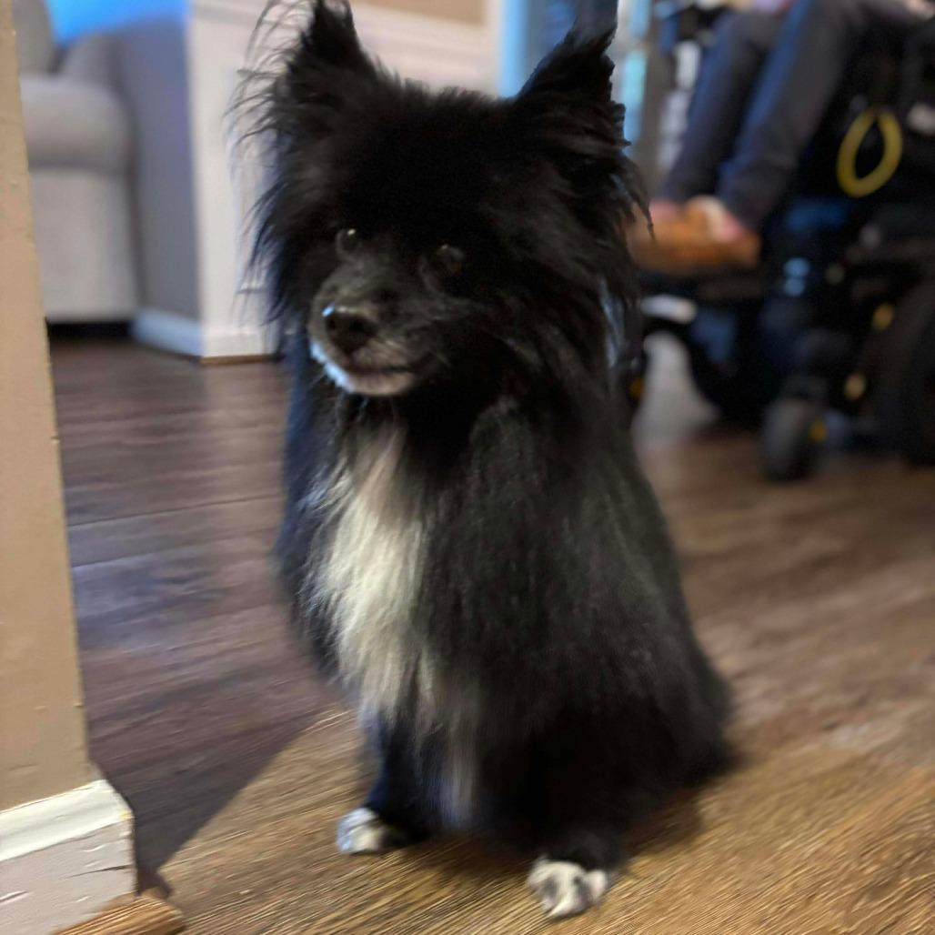 Lobo, a Adoptable Pomeranian in Jarrettsville, MD image 3/6